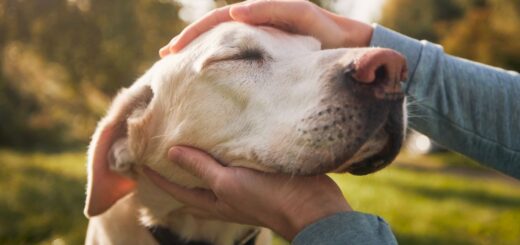Care for Senior Dogs