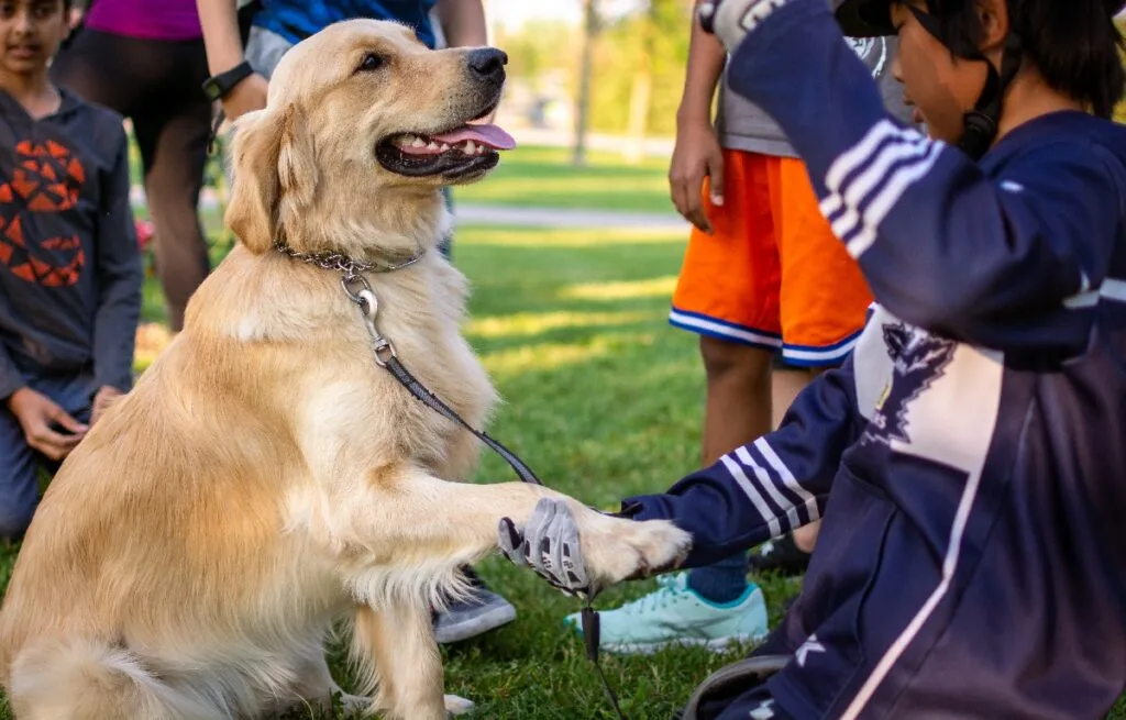 Train Your Dog