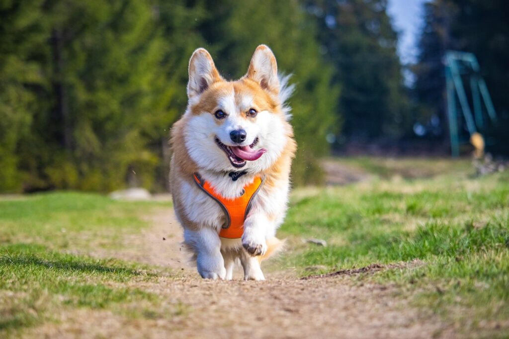 Best Exercises for Pets to Keep Them Fit and Healthy