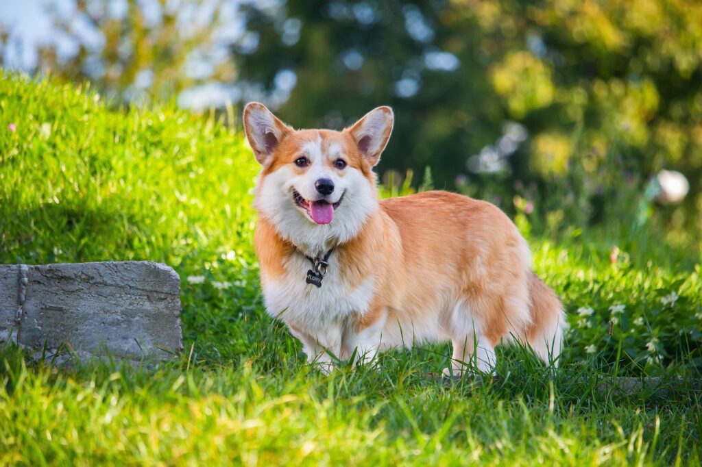 Best Exercises for Pets to Keep Them Fit and Healthy