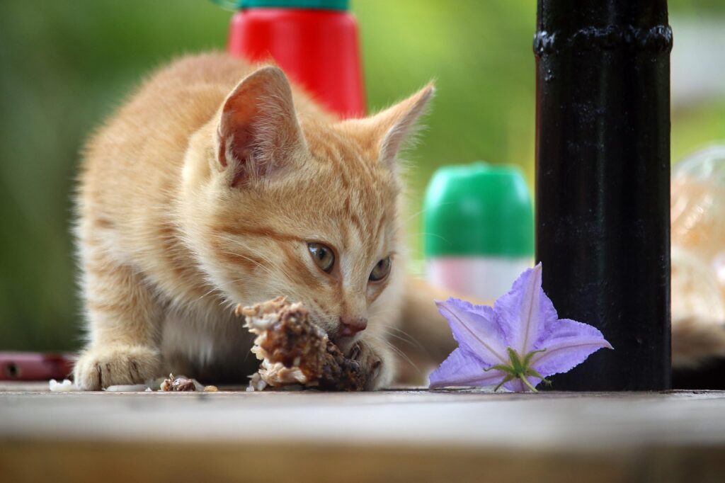 Best Pet Nutrition Tips: Healthy Eating for Your Pet