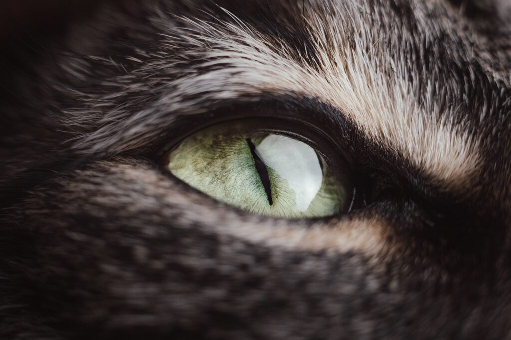 Pet Grooming Tips: Essential Care for a Healthy Pet