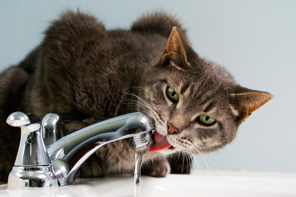 Best Pet Nutrition Tips: Healthy Eating for Your Pet