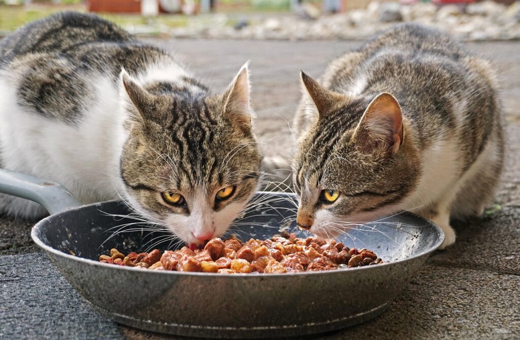 Best Pet Nutrition Tips: Healthy Eating for Your Pet
