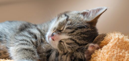 pet urgent care