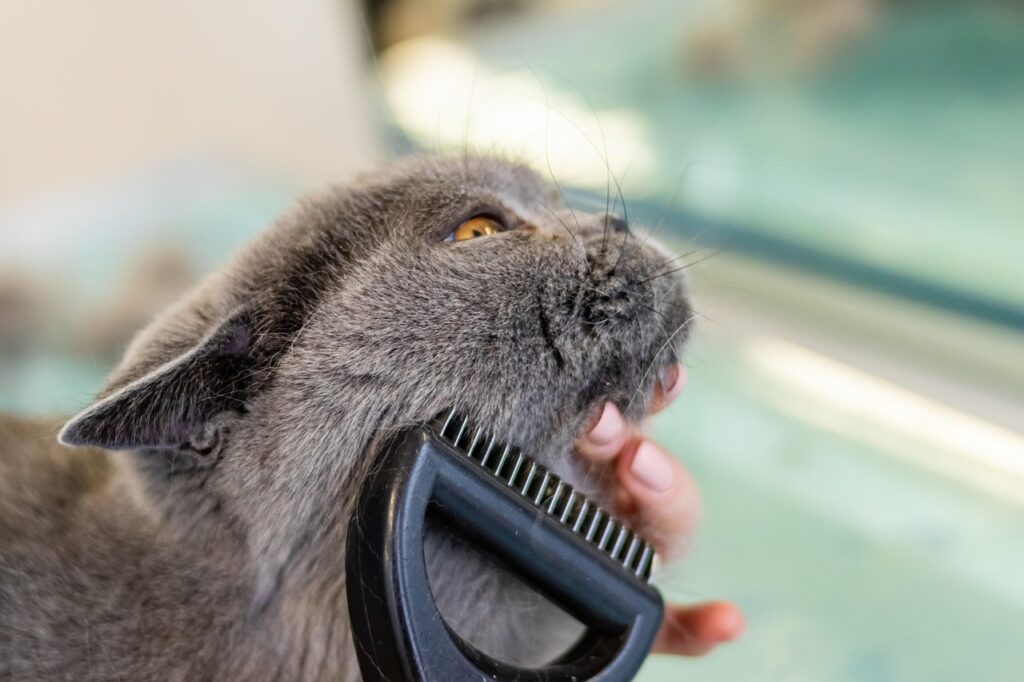 Pet Grooming Tips: Essential Care for a Healthy Pet