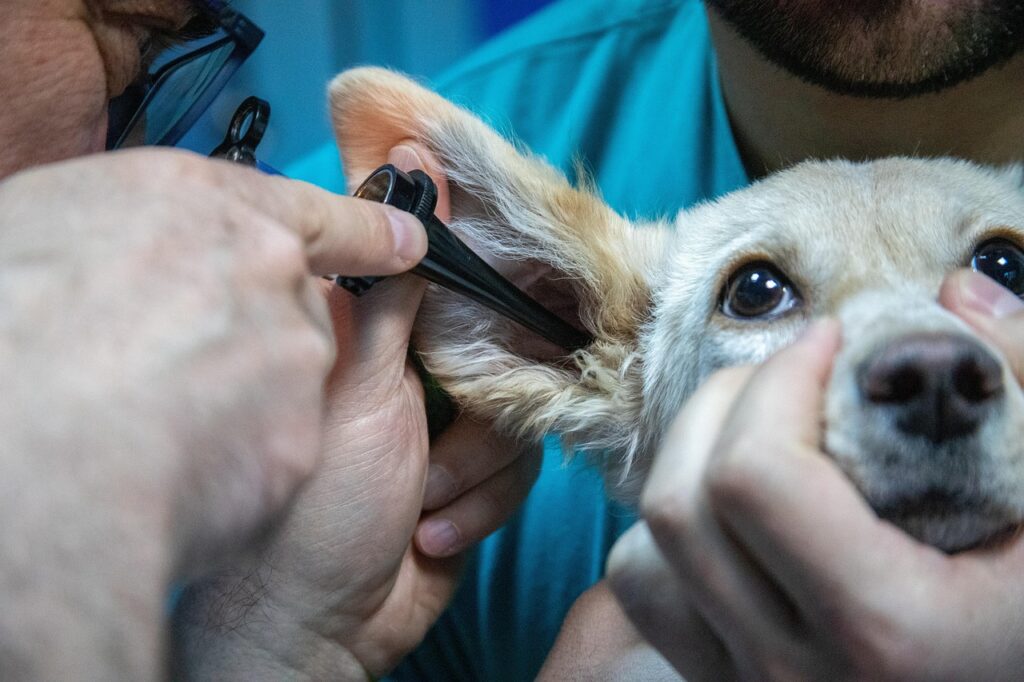 Pet Grooming Tips: Essential Care for a Healthy Pet