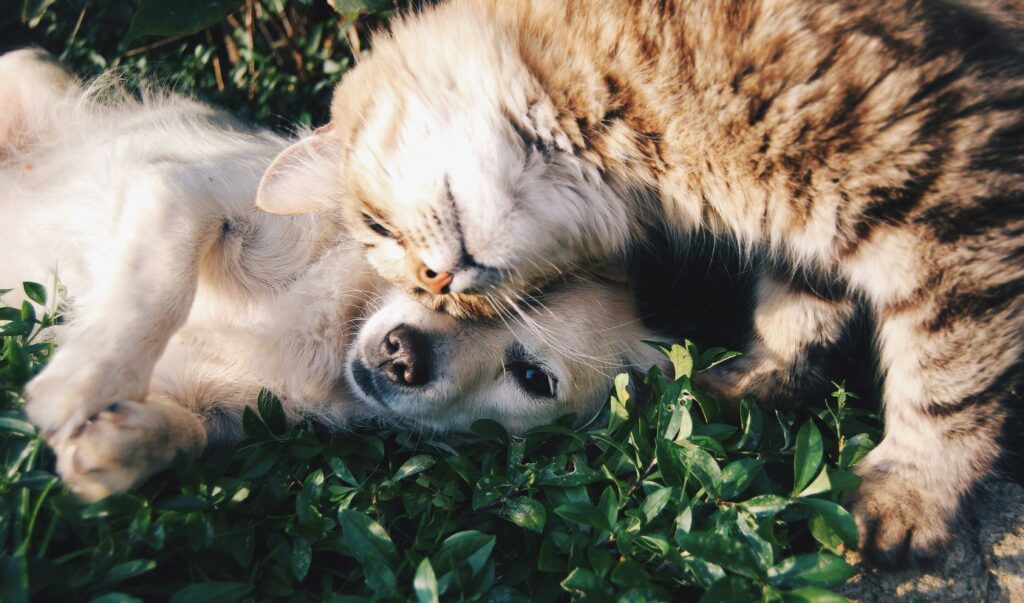 Pet Care Made Easy: Key Tips for Pet Health and Well-being