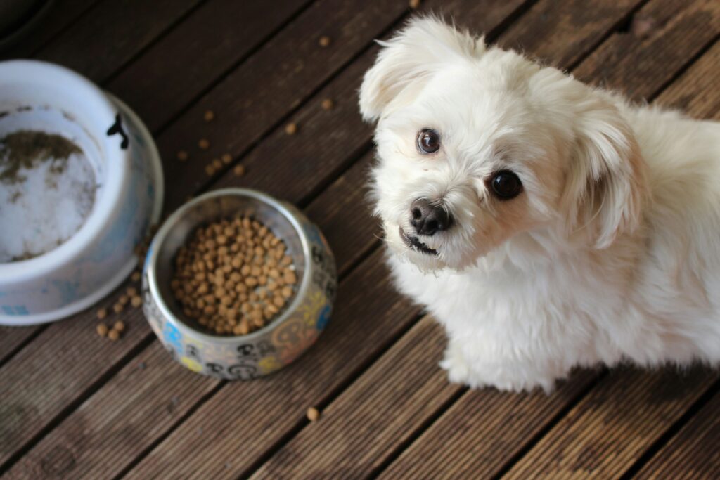 Pet Care Made Easy: Key Tips for Pet Health and Well-being