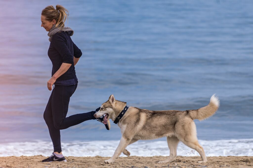 Care for Senior Dogs