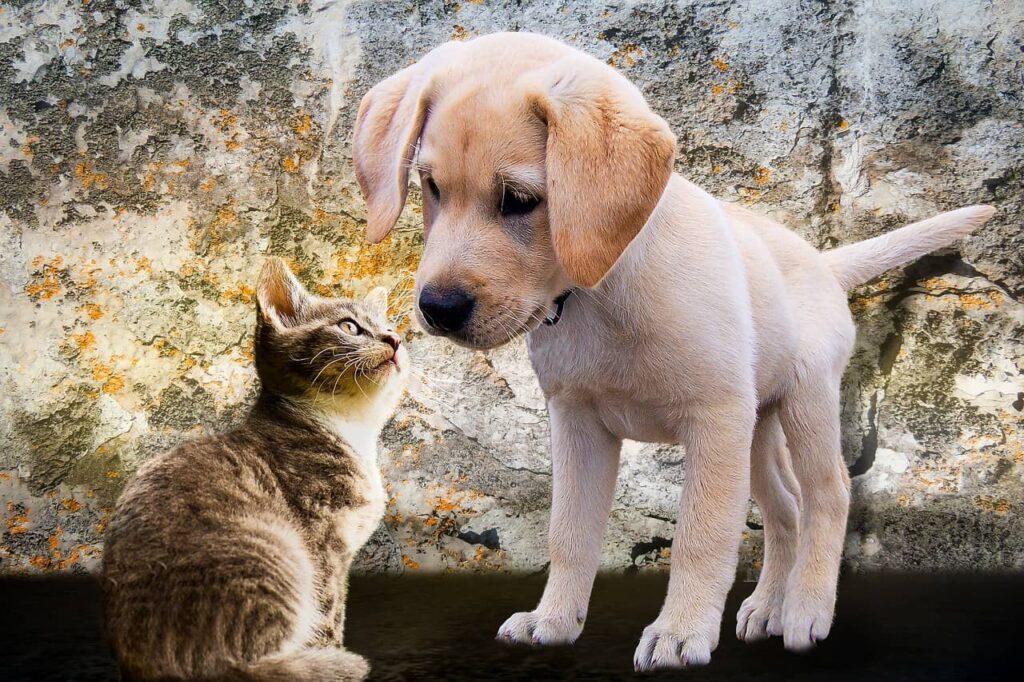 Pet Health Care Insurance