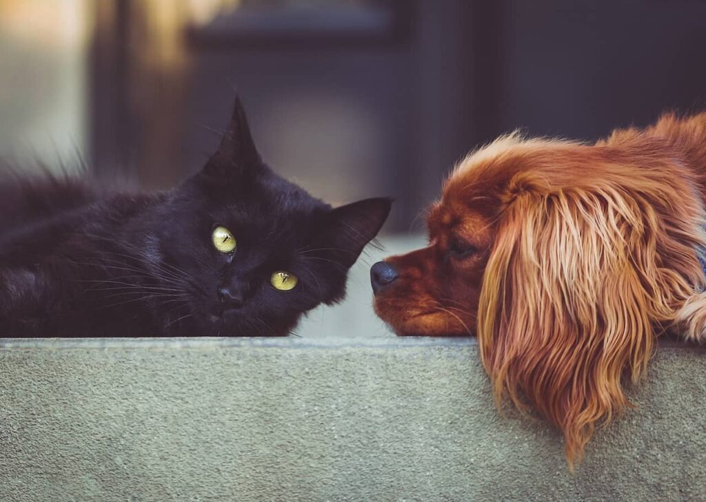 Pet Care Center: Expert Tips for Quality Care