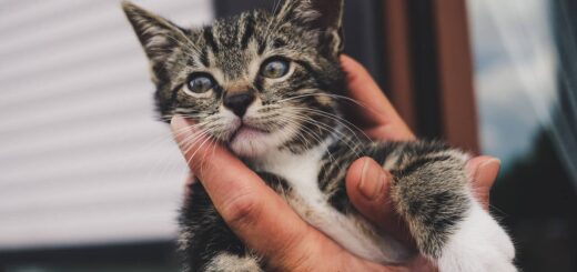 Pet Care Center