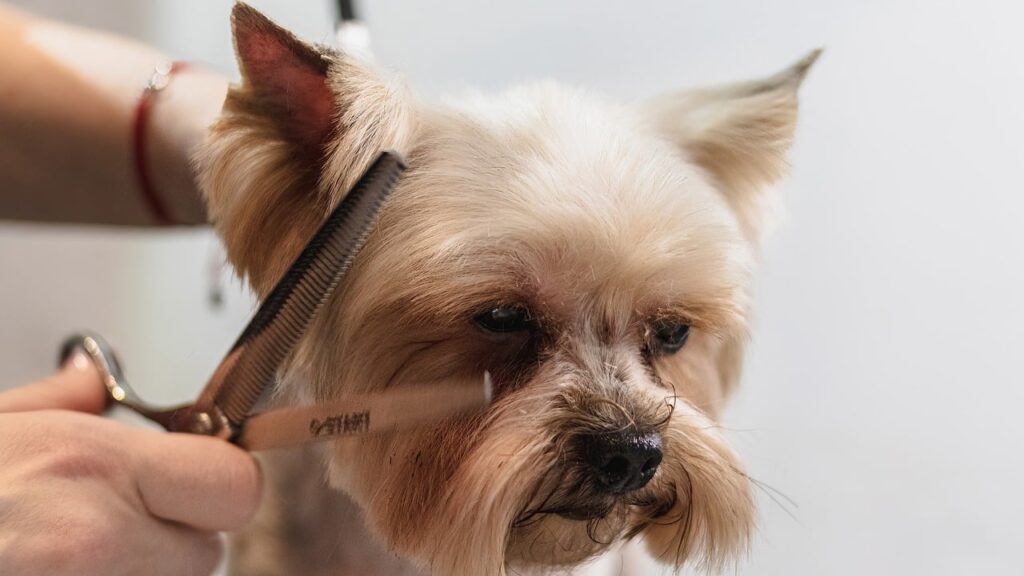Pet Care Center: Expert Tips for Quality Care