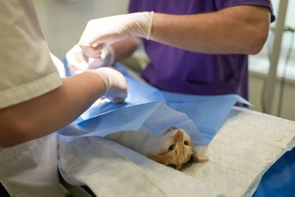 Pet Urgent Care: Fast Help for Your Pet's Emergencies