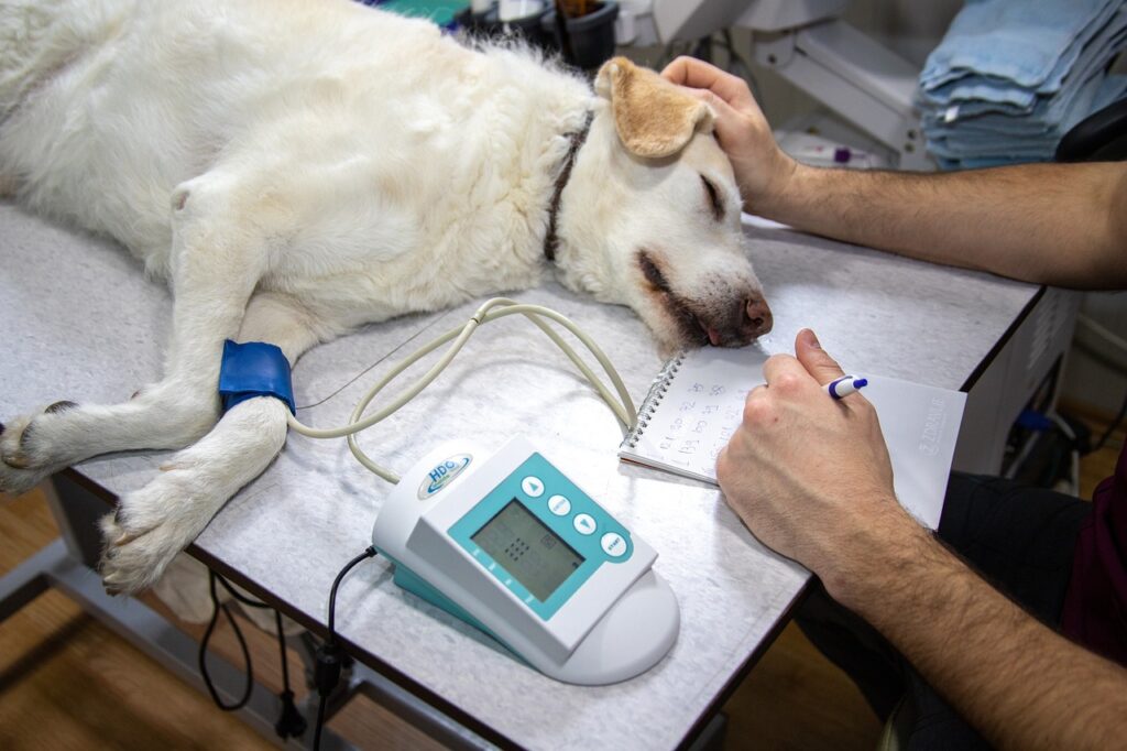 Pet Urgent Care: Fast Help for Your Pet's Emergencies