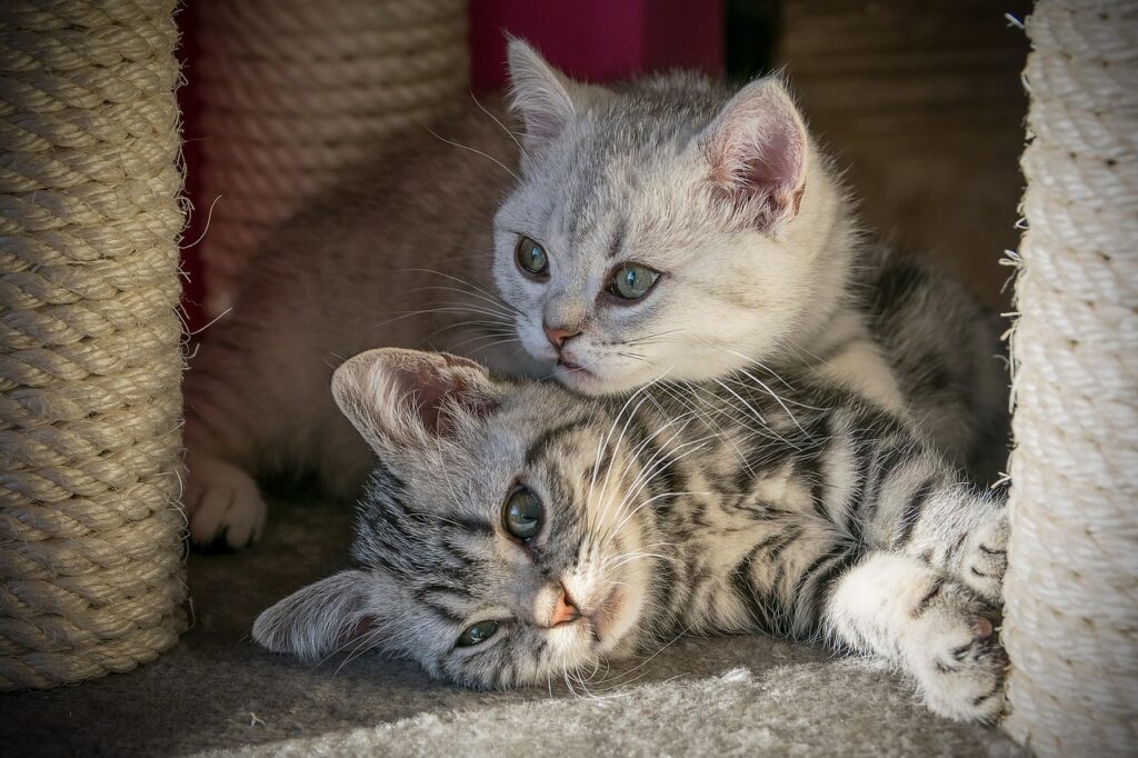 Advanced Pet Care Tips for Healthier, Happier Pets