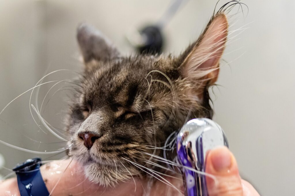 Advanced Pet Care Tips for Healthier, Happier Pets