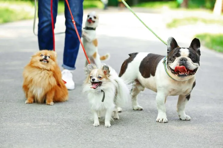 Affectionate Pet Care: Nurturing Your Pet with Love and Attention