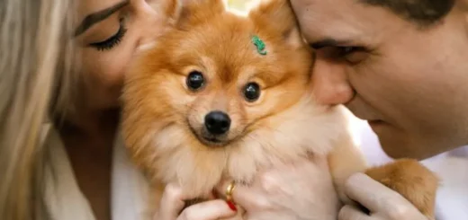 Affordable Pet Care