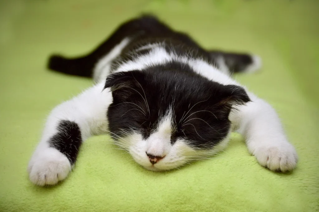 Best Exercises for Pets to Keep Them Fit and Healthy