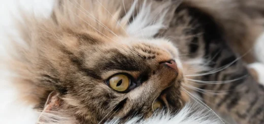Best Exercises for Pets