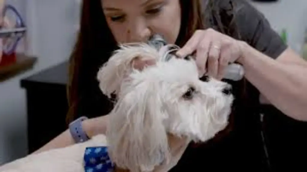 Blue River Pet Care: Your Pet’s Second Home