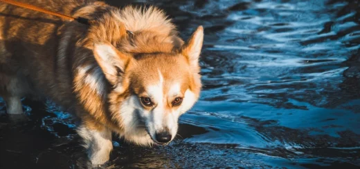 Blue River Pet Care