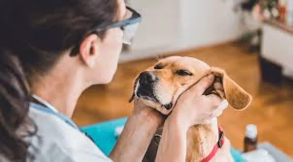 Community Pet Care Hospital