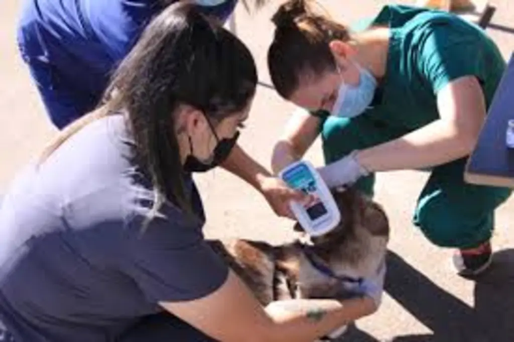 Community Pet Care Hospital
