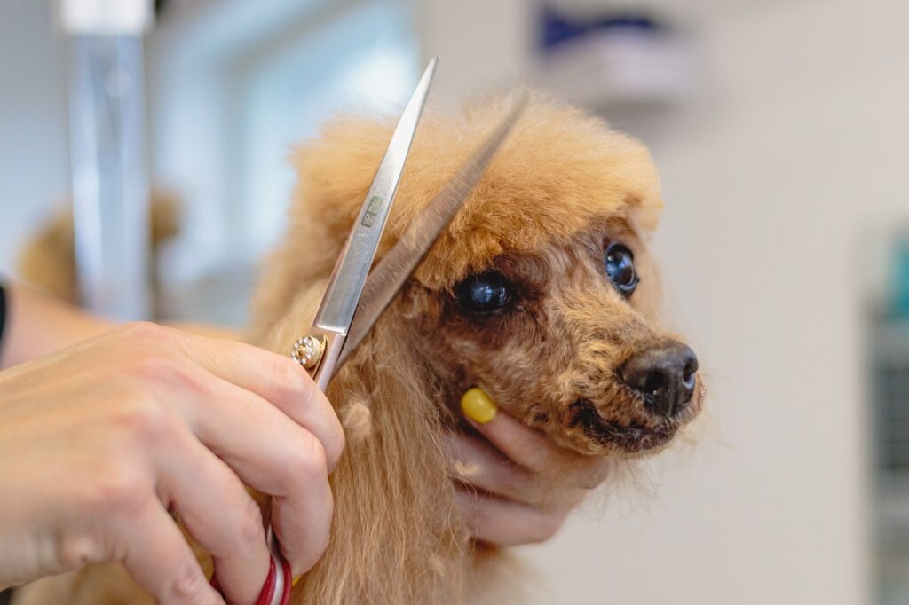 Responsible pet care