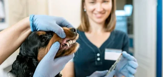 Pet Dental Health