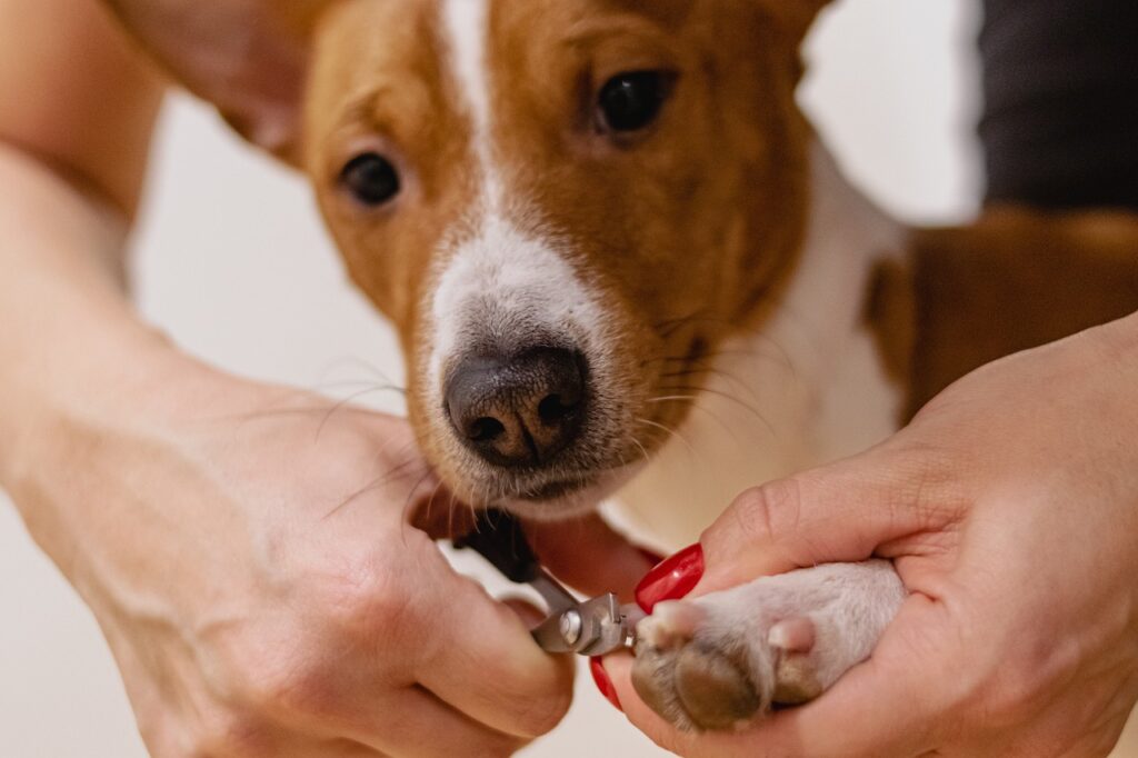 Family Pet Care 