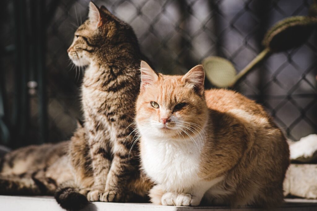 Easy to Take Care of Pets