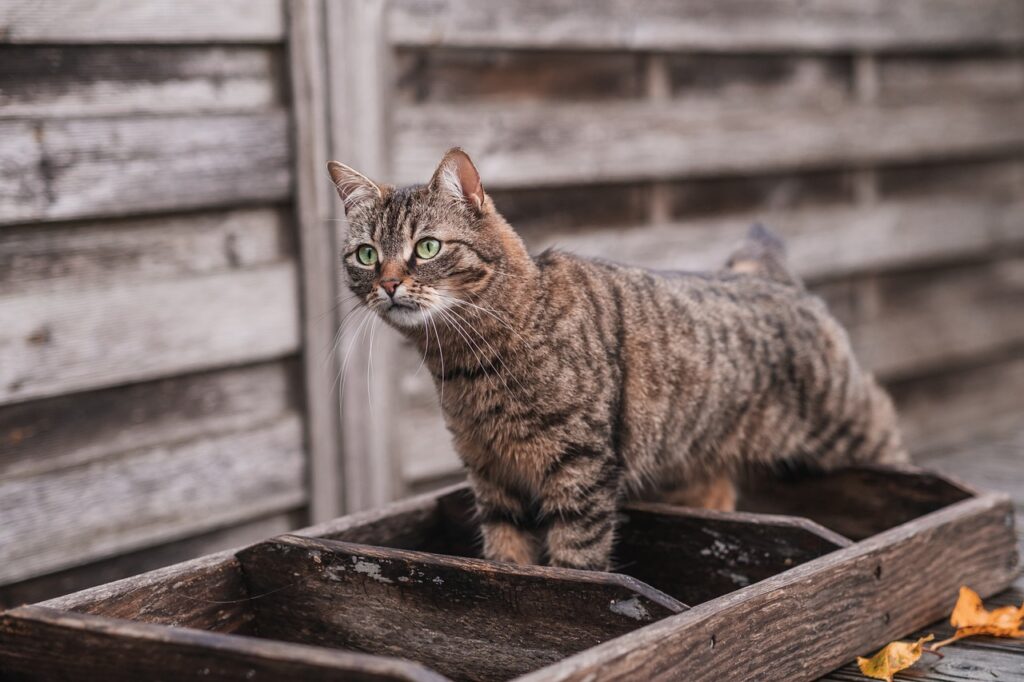 Pet Care Insurance: Everything You Need to Know