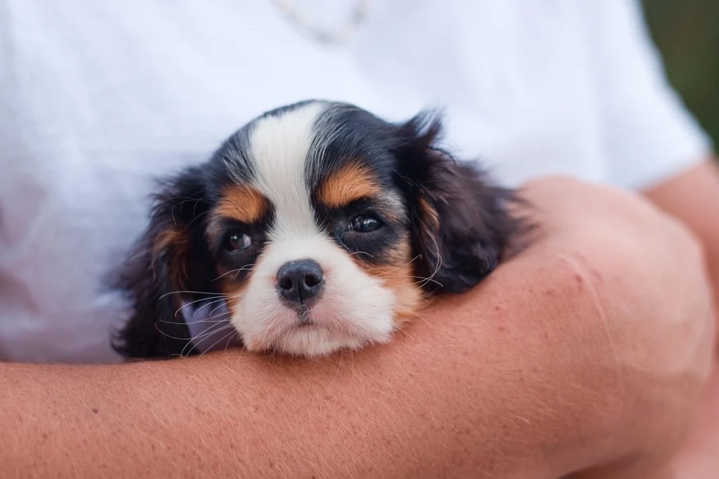 Pet Care Services: Comprehensive Solutions for Your Pet's Well-being