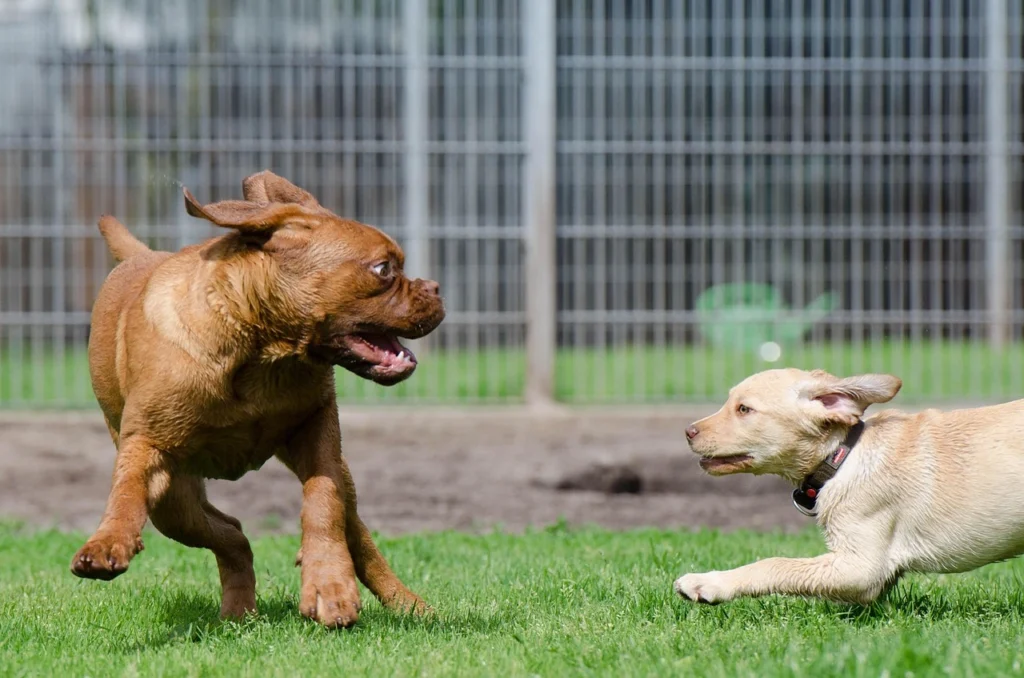 Pet Care Services: Comprehensive Solutions for Your Pet's Well-being