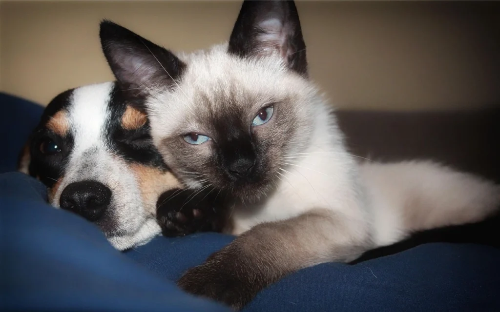 Responsible pet care