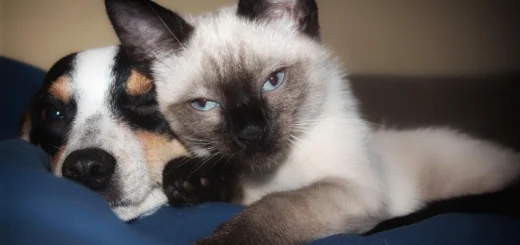 Pet Care Services