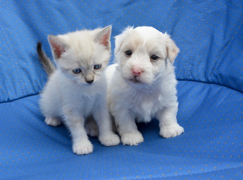 Pet Emergency Care