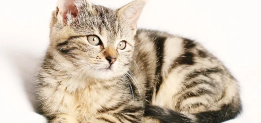 Pet Emergency Care