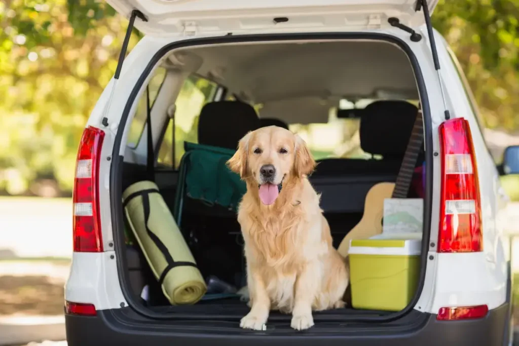 Pet Friendly Car Rental: Safe Journeys for Pets