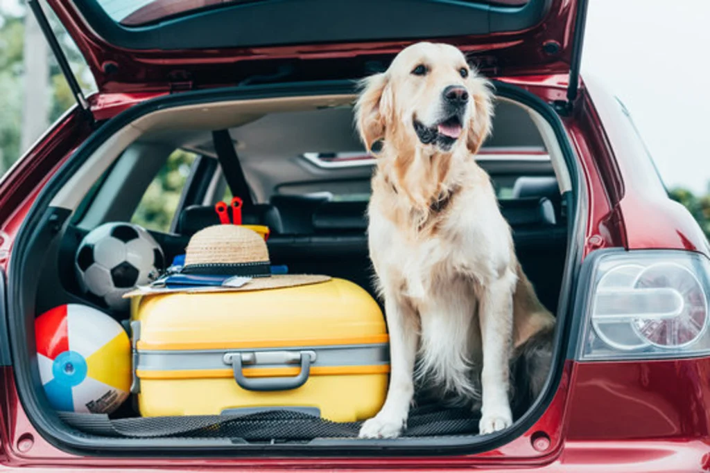 Pet Friendly Car Rental: Safe Journeys for Pets