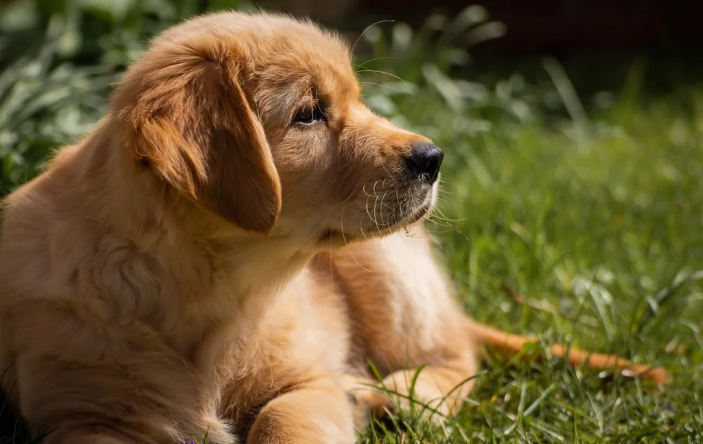Pet Health Care Insurance