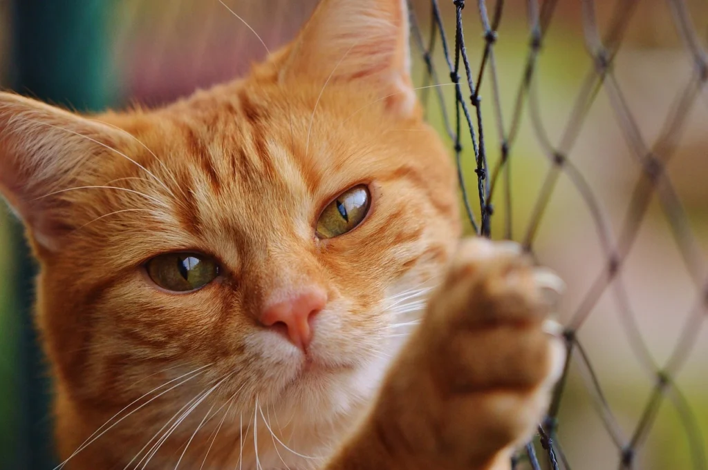 Pet Health Care Insurance