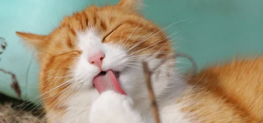 Pet Health Care Insurance