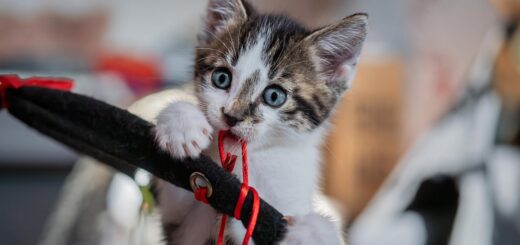 Pet Grooming Tips