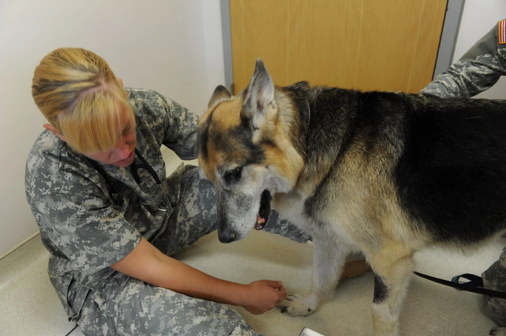 Responsible pet care