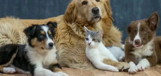 Responsible Pet Care