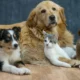 Responsible Pet Care